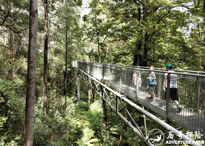 树冠步道树顶吊桥森林公园游艺设施工程安装建树顶漫步 树顶步道设施工厂家