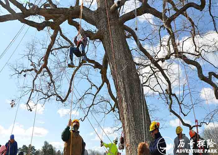 爬树户外探险乐园SRT绳索攀树器械拓展训练基地森林公园景区历奇探险厂家